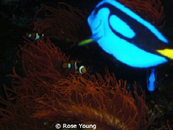 Nemo & CO. by Rose Young 
